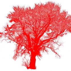 red.tree AVL Full Moon Rising