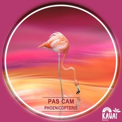 Phoenicopteris