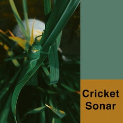 Cricket Sonar