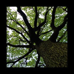 Broad Oak