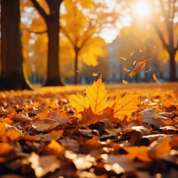 Autumn Vibe