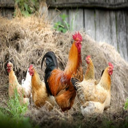 Village Cocks