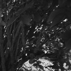 those trees I love
