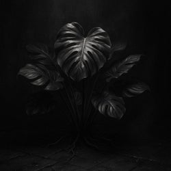 Monstera