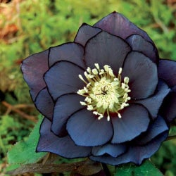 Black Flower Blossom Chart #1