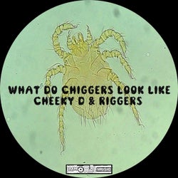 What Do Chiggers Look Like