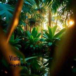 Viola