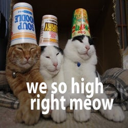 I am so high right meow