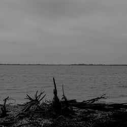 Gulls in the Distance