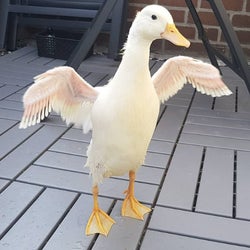 Ducks of the week 12/05/25