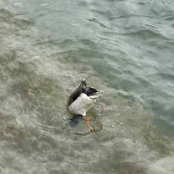 Ducks of the week 05/25/25