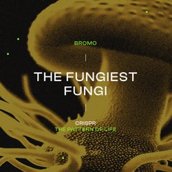 The Fungiest Fungi