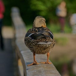 Ducks of the week 04/12/26