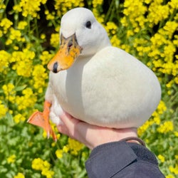 Ducks of the week 03/22/26
