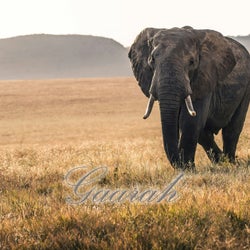 Gaarah