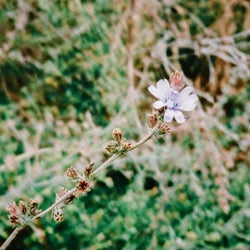 ATRIP 'langur' Selects