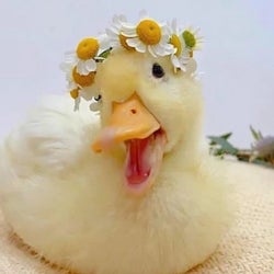 Ducks of the week 9-21-24