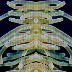 Coral de oro