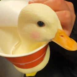 Ducks of the week 03/06/26