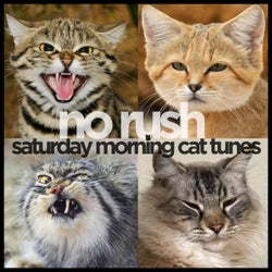 Saturday Morning Cat Tunes