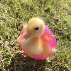 Ducks of the week 12/12/25