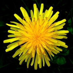 June Dandelions by Synz