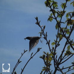 Avian