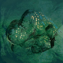 Matsutake