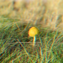 Enter the Mushroom Circle