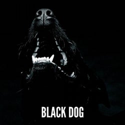 Black Dog