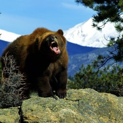Bear-Beat Siberia