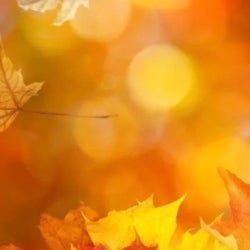 Autumn Groove