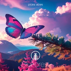 picea abies