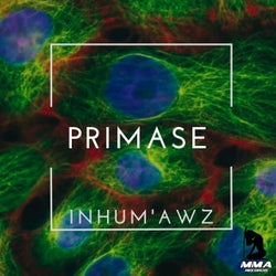 Primase