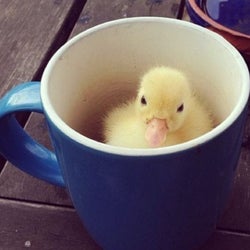 Ducks of the week 09/12/25