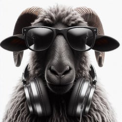 D Jerkys black sheep sommer warm up 05/2025