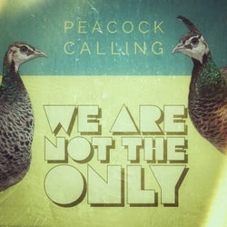 Peacock Calling