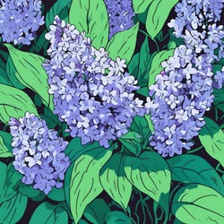 Des Lilas