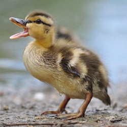 Ducks of the week 03/09/25