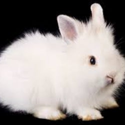Bunny