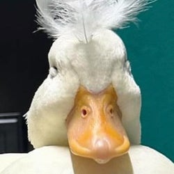 Ducks of the week 7-20-24