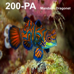 Mandarin Dragonet