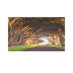 Forest For The Trees