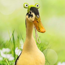 Ducks of the week 11-29-24