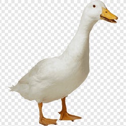 ducks of the week 5-28-24