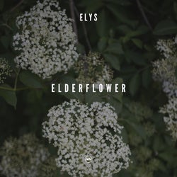 Elderflower