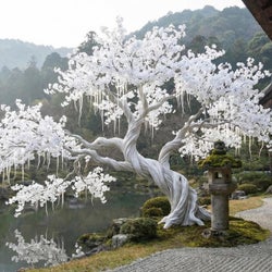 The White Tree