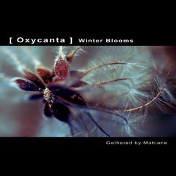 OXYCANTA - Winter Blooms