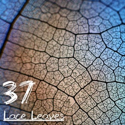 Lace Leaves