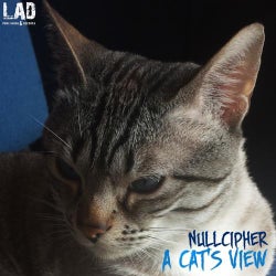 A Cat's View